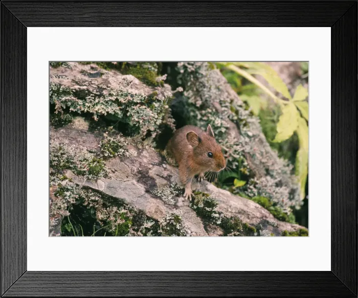 Framed Print : Pika / Mouse Hare N. Chopra Garhwal, U. P. India Framed Print : Pika / Mouse Hare N. Chopra Garhwal, U. P. India