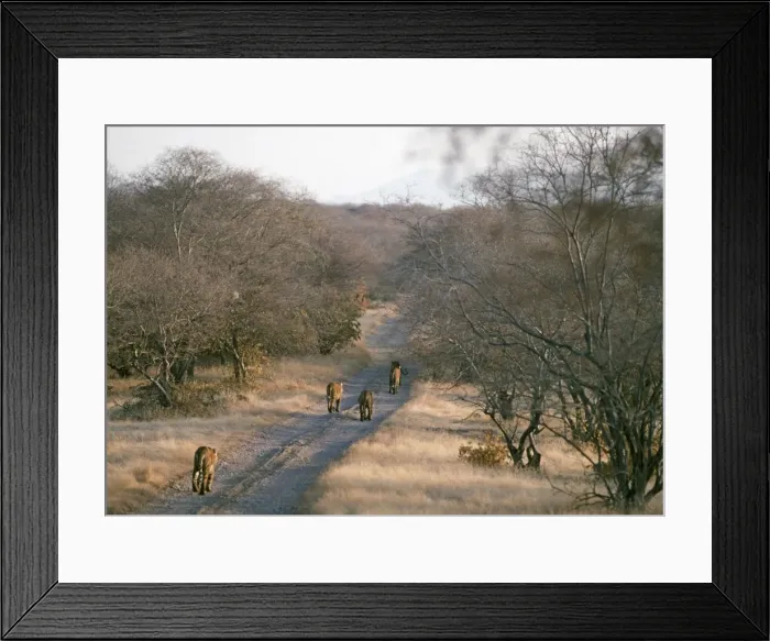 Framed Print : Tigress and Cubs walking down track. Ranthambore National Park, India Framed Print : Tigress and Cubs walking down track. Ranthambore National Park, India