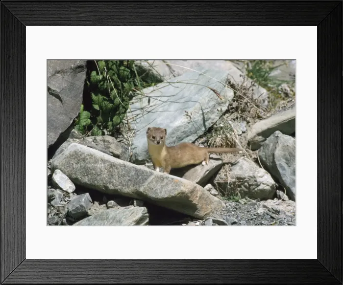 Framed Print : Pale Weasel Ladakh, India Framed Print : Pale Weasel Ladakh, India