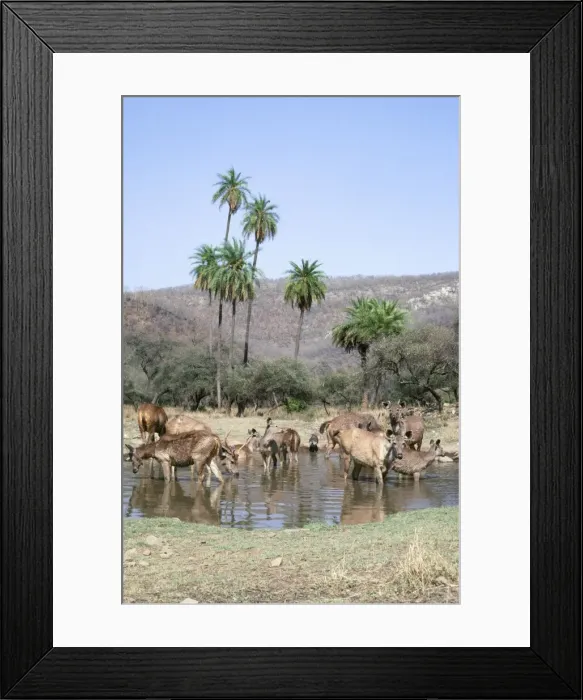 Framed Print : Sambar Deer - at water hole Sariska Tiger Reserve, India