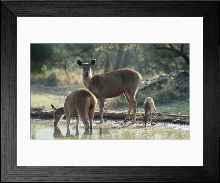 Framed Print : Sambar Deer - & Spotted Deer (Axis axis) at water hole Framed Print : Sambar Deer - & Spotted Deer (Axis axis) at water hole
