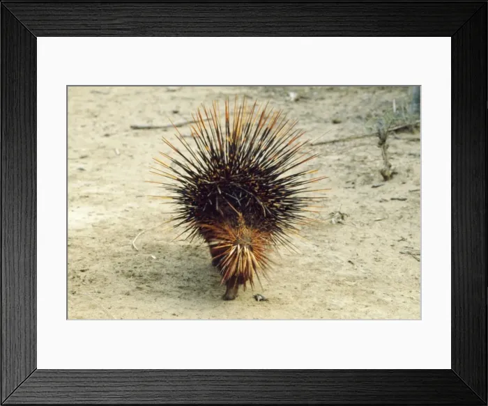 Framed Print : Red Porcupine Sri Lanka Framed Print : Red Porcupine Sri Lanka