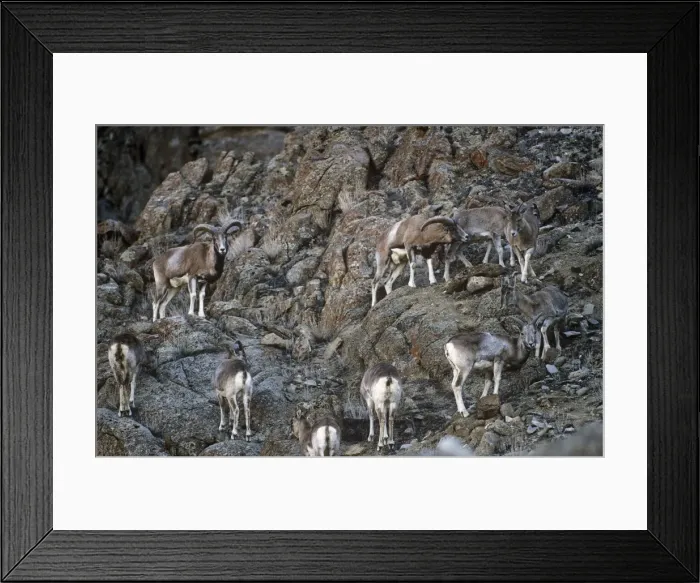 Framed Print : Ladakh Urial Sheep Ladakh India Framed Print : Ladakh Urial Sheep Ladakh India