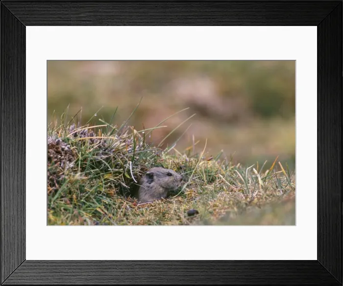Framed Print : Royle's Vole - at burrow entrance at 4600 meters Ladakh, Jammu & Kashmir, India Framed Print : Royle's Vole - at burrow entrance at 4600 meters Ladakh, Jammu & Kashmir, India
