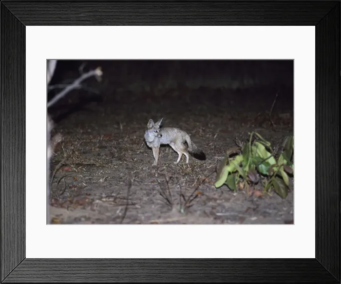 Framed Print : Indian Fox / Bengal Fox Framed Print : Indian Fox / Bengal Fox
