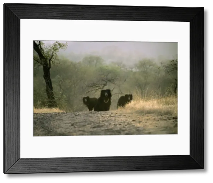 Framed Print : Sloth Bear Framed Print : Sloth Bear