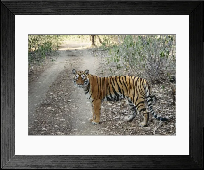 Framed Print : Bengal / Indian Tiger Ranthambhore National Park, India Framed Print : Bengal / Indian Tiger Ranthambhore National Park, India