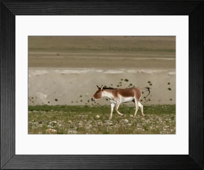 Framed Print : Kiang / Tibetan Wild Ass - Male rutting. Ladakh, Himalayas, India Framed Print : Kiang / Tibetan Wild Ass - Male rutting. Ladakh, Himalayas, India