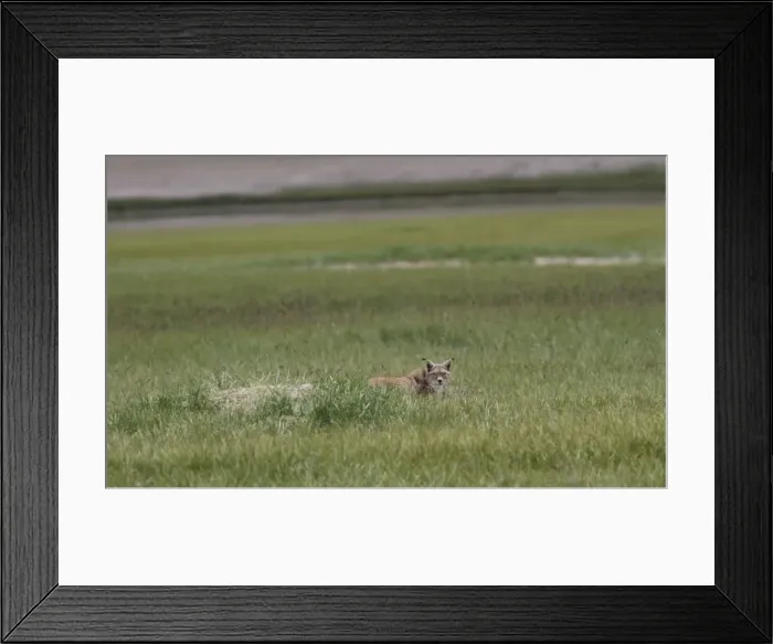 Framed Print : Lynx standing next to a marmot hole in the Tso Kar basin grasslands of eastern Ladakh, Jammu & Kashmir, India Framed Print : Lynx standing next to a marmot hole in the Tso Kar basin grasslands of eastern Ladakh, Jammu & Kashmir, India