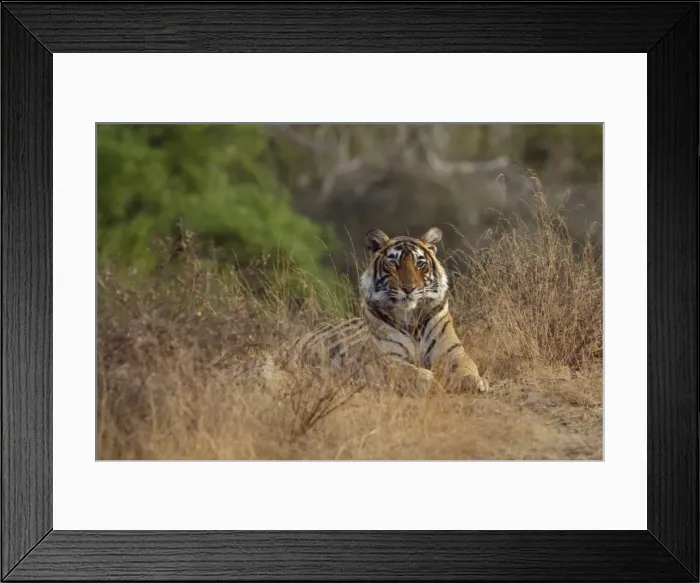 Framed Print : Tiger - Young female sub-adult Tigress in Ranthambhore National Park, Rajasthan, India Framed Print : Tiger - Young female sub-adult Tigress in Ranthambhore National Park, Rajasthan, India