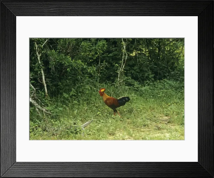Framed Print : Sri Lanka Junglefowl - male in habitat Also known as: Ceylon junglefowl Framed Print : Sri Lanka Junglefowl - male in habitat Also known as: Ceylon junglefowl