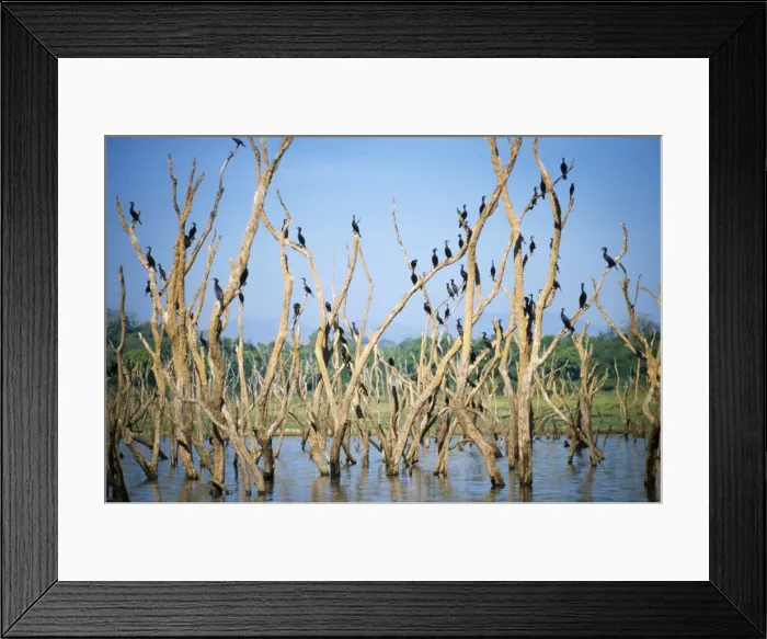 Framed Print : Little Cormorants Galoya National Park, Sri Lanka Framed Print : Little Cormorants Galoya National Park, Sri Lanka