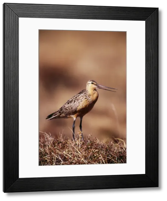 Framed Print : Bar-tailed Godwit Seward Peninsula, Alaska Framed Print : Bar-tailed Godwit Seward Peninsula, Alaska