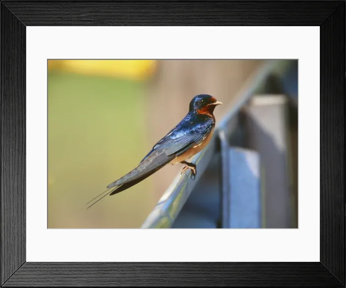 Framed Print : Barn Swallow - showing North American chest colouration Cheshire, USA Framed Print : Barn Swallow - showing North American chest colouration Cheshire, USA