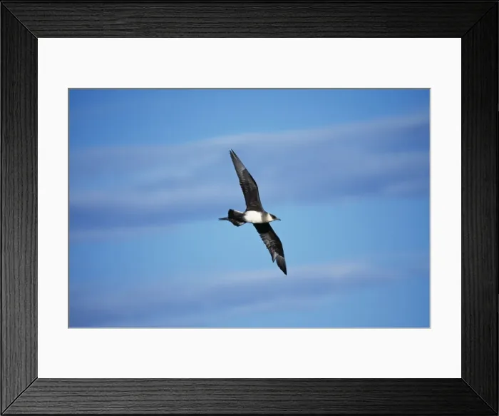 Framed Print : Arctic Skua / Parasitic Jaeger Intrem. morph, Seward Peninsula, Alaska Framed Print : Arctic Skua / Parasitic Jaeger Intrem. morph, Seward Peninsula, Alaska