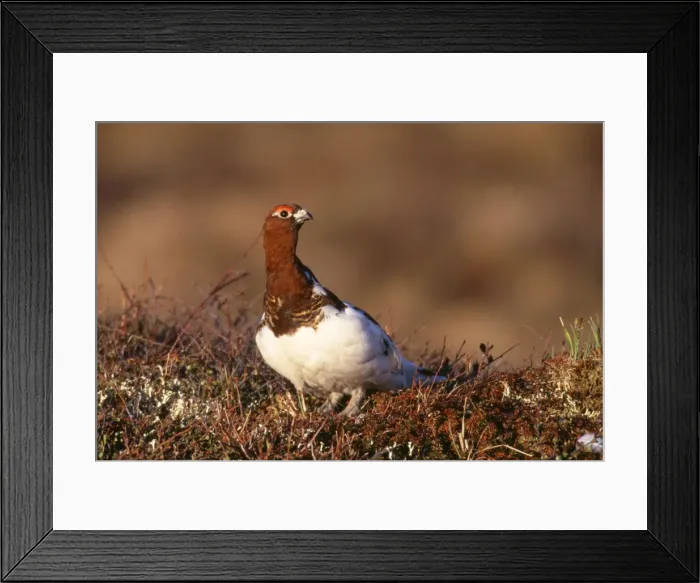 Framed Print : Willow Ptarmigan - male. Spring molt Seward Peninsula, Alaska Framed Print : Willow Ptarmigan - male. Spring molt Seward Peninsula, Alaska