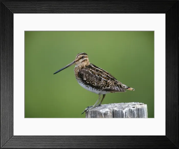Framed Print : Common Snipe Wyoming, USA Framed Print : Common Snipe Wyoming, USA
