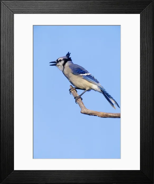 Framed Print : Blue Jay Hamden Connecticut, USA Framed Print : Blue Jay Hamden Connecticut, USA