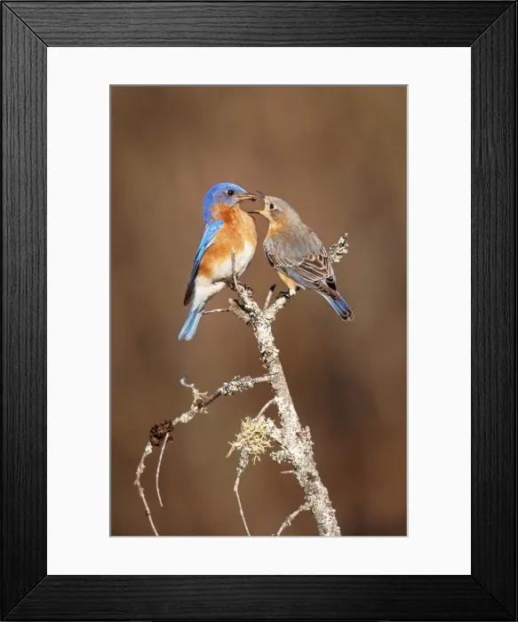 Framed Print : Eastern Bluebird Pair. Hamden, Connecticut, USA Framed Print : Eastern Bluebird Pair. Hamden, Connecticut, USA