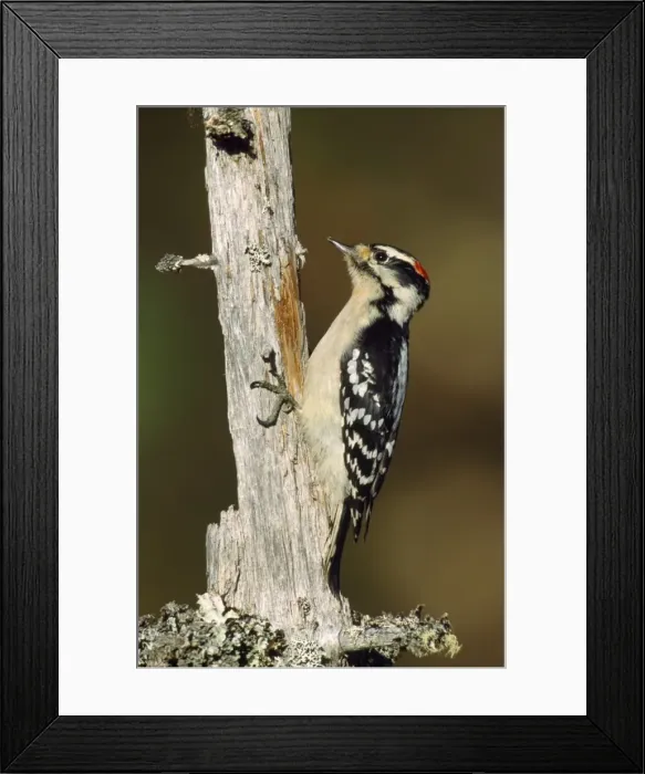 Framed Print : Downy Woodpecker - male Framed Print : Downy Woodpecker - male