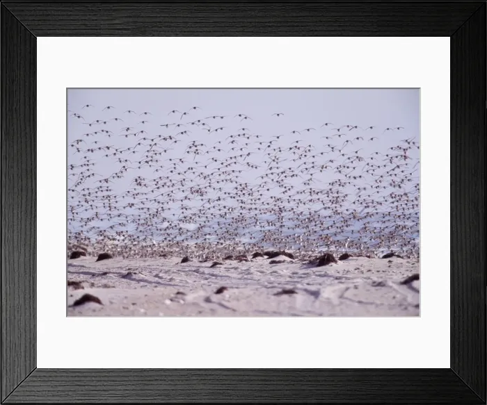 Framed Print : Dunlin Winter. Jones Beach, NY, USA Framed Print : Dunlin Winter. Jones Beach, NY, USA