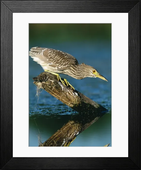 Framed Print : Black-crowned Night Heron - Juvenile Jamaca Bay Refuge, New York, USA Framed Print : Black-crowned Night Heron - Juvenile Jamaca Bay Refuge, New York, USA