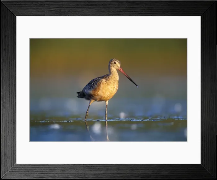 Framed Print : Marbled Godwit Jamaca Bay Refuge, New York, USA Framed Print : Marbled Godwit Jamaca Bay Refuge, New York, USA