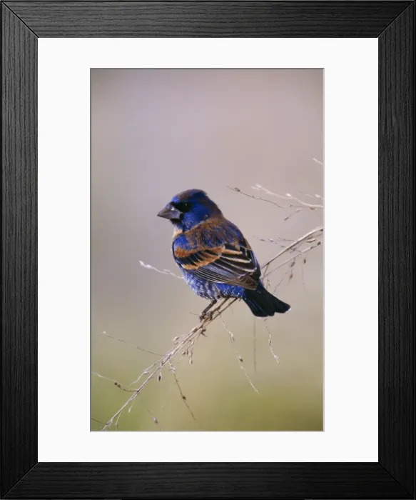 Framed Print : Blue Grosbeak Mexico Pacific Coast Framed Print : Blue Grosbeak Mexico Pacific Coast