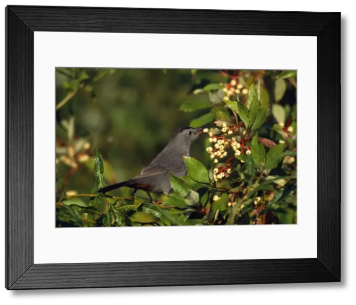 Framed Print : Gray Catbird - with Dogwood berry in beak Hamden, Connecticut, USA Framed Print : Gray Catbird - with Dogwood berry in beak Hamden, Connecticut, USA