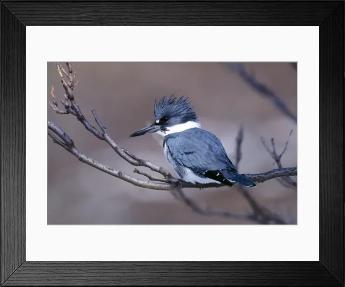 Framed Print : Belted Kingfisher - Male Westport Connecticut, USA Framed Print : Belted Kingfisher - Male Westport Connecticut, USA