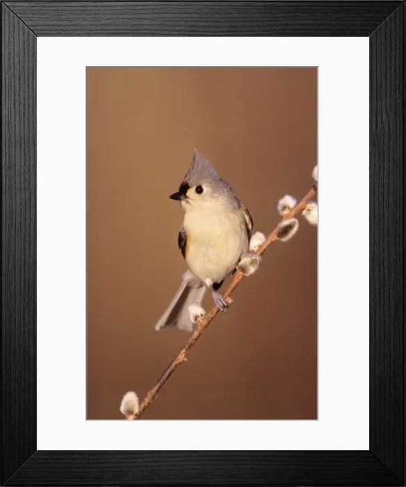 Framed Print : Tufted Titmouse Hamden Connecticut, USA Framed Print : Tufted Titmouse Hamden Connecticut, USA