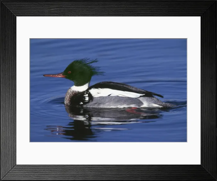 Framed Print : Red-breasted Merganser Drake Westport, CT, USA Framed Print : Red-breasted Merganser Drake Westport, CT, USA