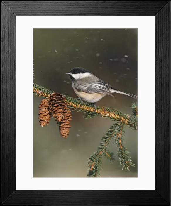 Framed Print : Black-capped Chickadee in snow storm. Westport, CT, USA Framed Print : Black-capped Chickadee in snow storm. Westport, CT, USA