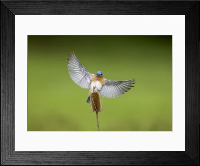Framed Print : Eastern Bluebird male in flight. Hamden, CT, USA Framed Print : Eastern Bluebird male in flight. Hamden, CT, USA