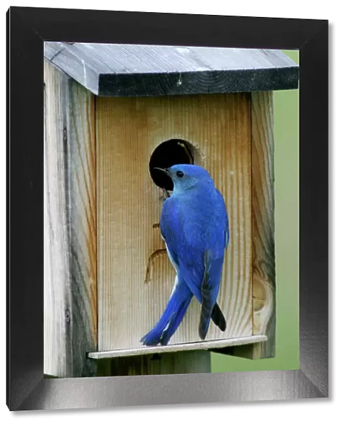 Mountain Bluebird male at nest box Wyoming, USA