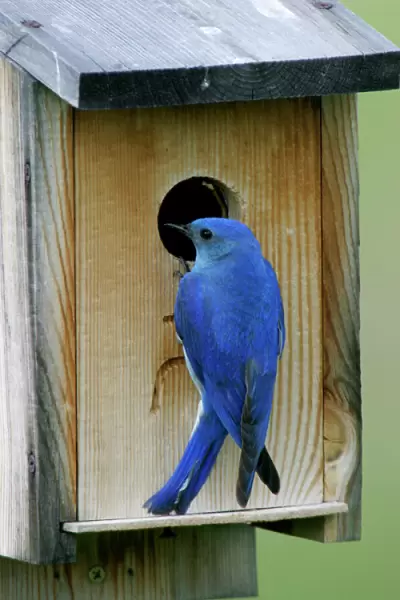 Mountain Bluebird male at nest box Wyoming, USA