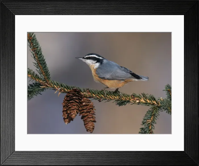 Framed Print : Red-breasted Nuthatch Framed Print : Red-breasted Nuthatch