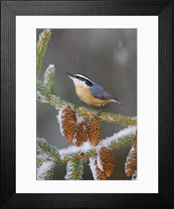 Framed Print : Red-breasted Nuthatch Framed Print : Red-breasted Nuthatch