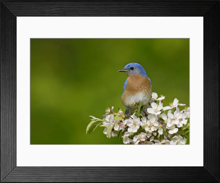 Framed Print : Eastern Bluebird male. Hamden, CT, USA Framed Print : Eastern Bluebird male. Hamden, CT, USA