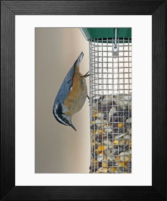Framed Print : Red-breasted Nuthatch Framed Print : Red-breasted Nuthatch