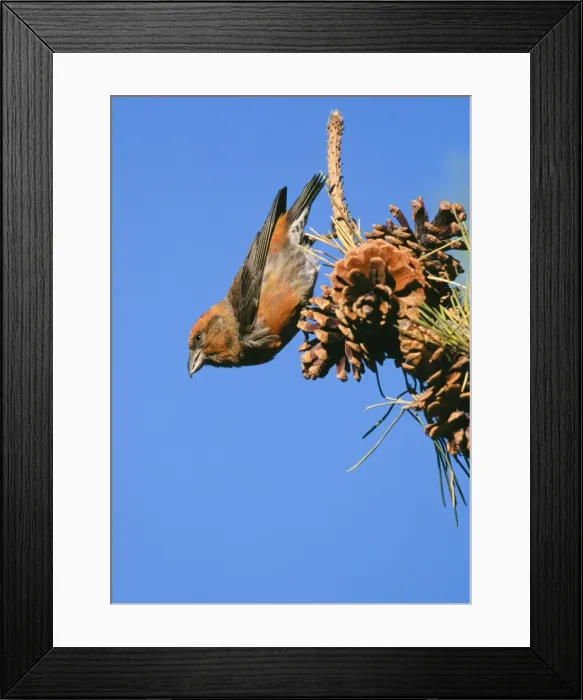 Framed Print : Red Crossbill male feeding on pine cones Framed Print : Red Crossbill male feeding on pine cones