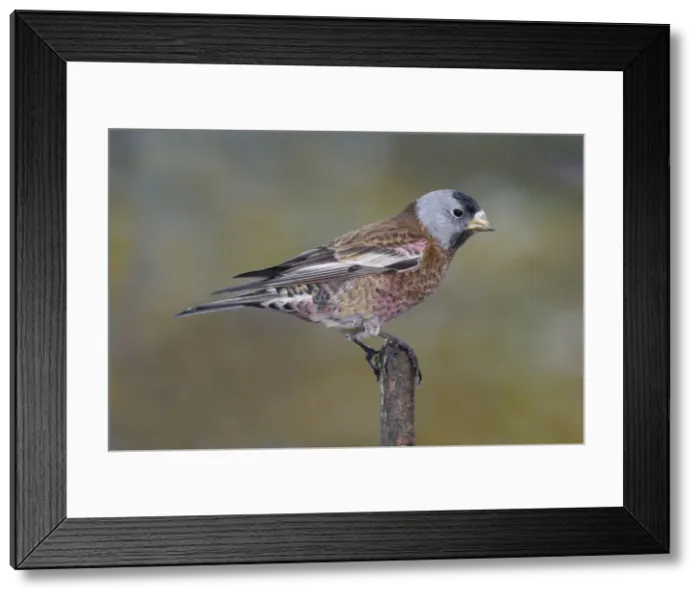 Framed Print : Grey-crowned Rosy-Finch in winter Homer, Alaska Framed Print : Grey-crowned Rosy-Finch in winter Homer, Alaska