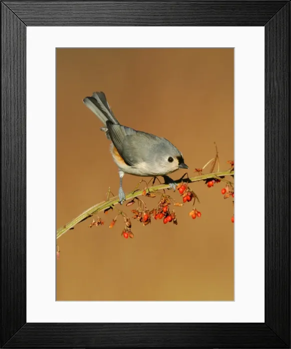 Framed Print : Tufted Titmouse. Connecticut, USA Framed Print : Tufted Titmouse. Connecticut, USA