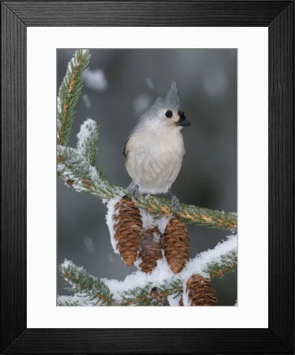 Framed Print : Tufted Titmouse. Hamden, CT, USA Framed Print : Tufted Titmouse. Hamden, CT, USA