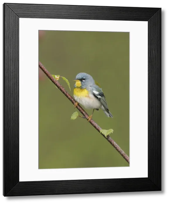 Framed Print : Northern Parula Framed Print : Northern Parula