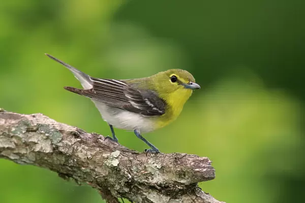 Yellow-thoated Vireo spring, Connecticut, USA