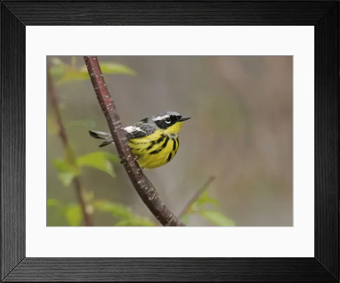 Framed Print : Magnolia Warbler Framed Print : Magnolia Warbler