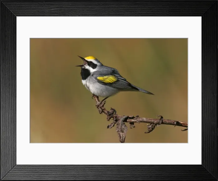 Framed Print : Golden-winged Warbler Connecticut, USA Framed Print : Golden-winged Warbler Connecticut, USA