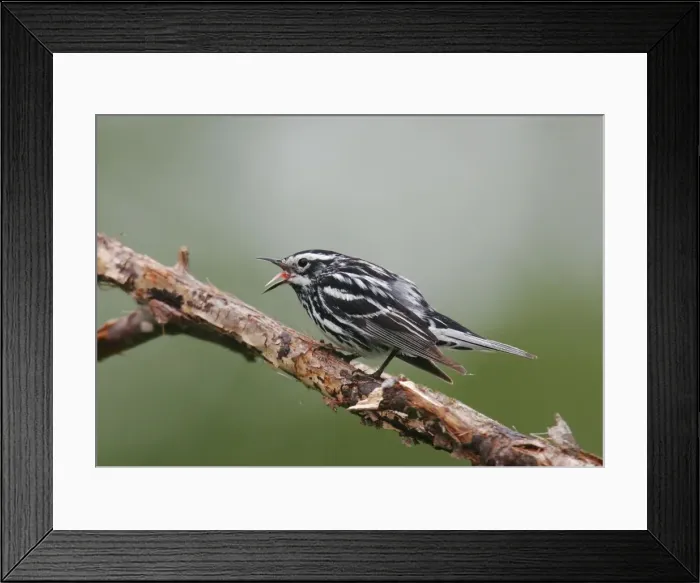Framed Print : Black and White Warbler Framed Print : Black and White Warbler