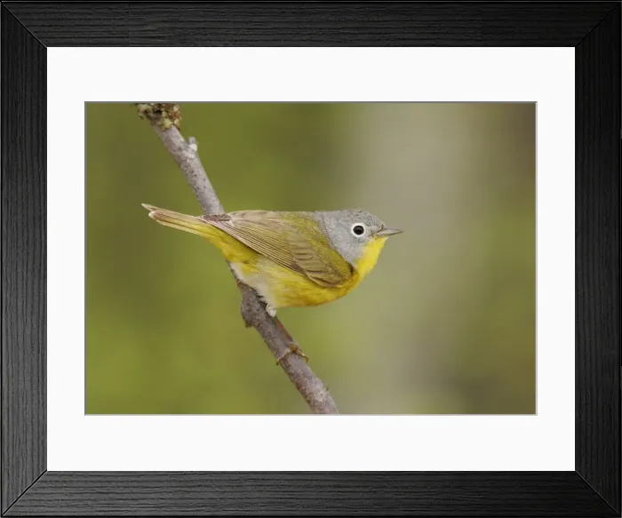 Framed Print : Nashville Warbler - in spring plumage on breeding ground Framed Print : Nashville Warbler - in spring plumage on breeding ground